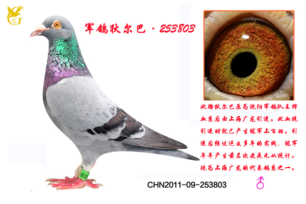 Ҷ͡253803