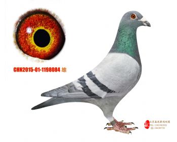 5CHN2015011198084 雄