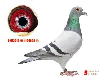 9CHN2015011195804 雄